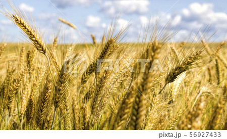 sunlight brightly illuminating spikelets 56927433