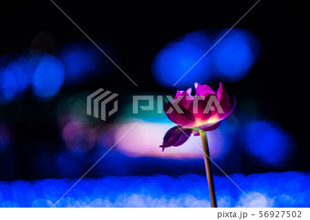 ジャム勝山のジオイルミネーション ジャム勝山のジオイルミネーション 56927502