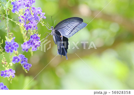 蝶々 クロアゲハ 花 デュランタ タカラヅカ 蝶と花の写真素材