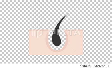 毛根（透過） 56928405