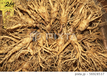 高麗人参 樟脳 山参 56928537