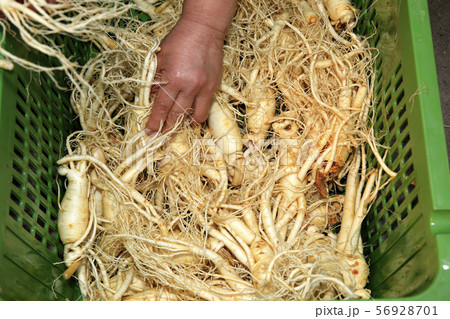 高麗人参 樟脳 山参 56928701