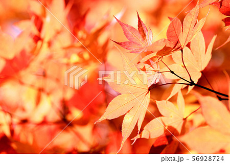 オオモミジの紅葉 オオモミジの紅葉 56928724
