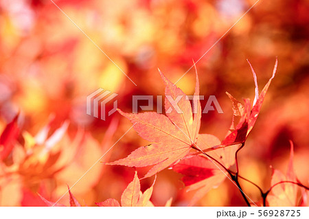 オオモミジの紅葉 56928725