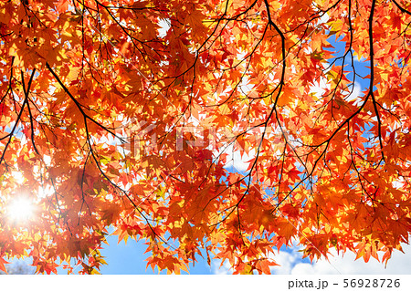 オオモミジの紅葉 オオモミジの紅葉 56928726