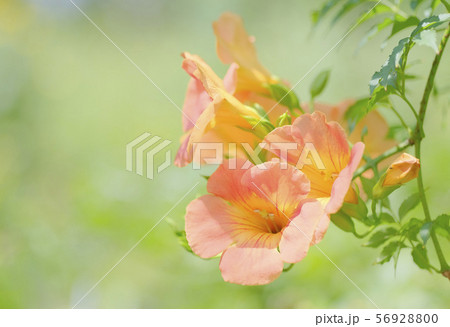 ノウゼンカズラ　花　夏の花　初夏から秋にかけて咲く　オレンジ　鮮やか 56928800