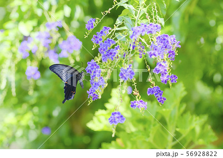 蝶々 クロアゲハ 花 デュランタ タカラヅカ 蝶と花の写真素材 5692