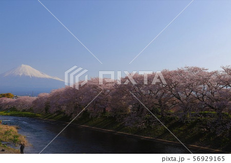 潤井川からの富士山と桜並木 潤井川からの富士山と桜並木 56929165