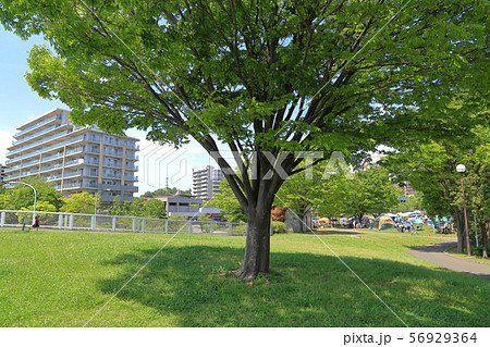 東京都稲城市若葉台1丁目の春の若葉台公園 56929364