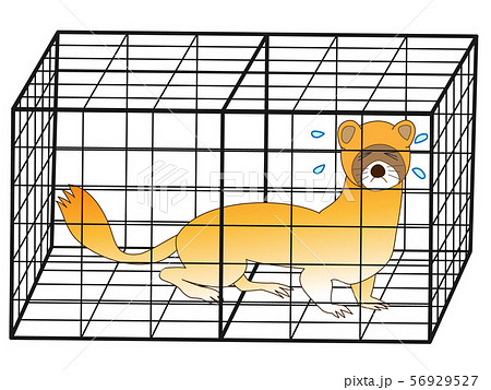 捕獲されたイタチ 56929527