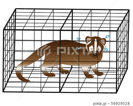 捕獲されたハクビシン 56929528