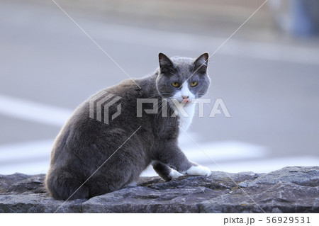 グレーと白の地域猫 グレーと白の地域猫 56929531