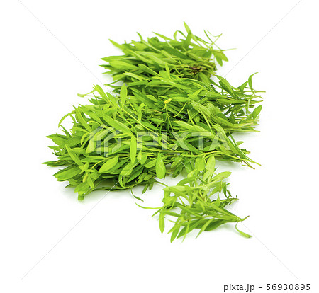 Tarragon herbs on white background Tarragon herbs on white background 56930895