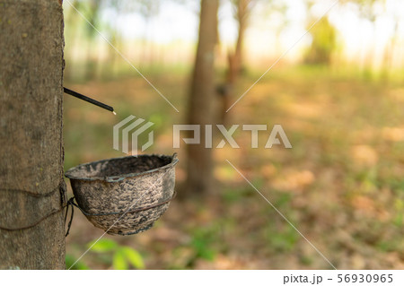 Tapping latex rubber tree, Rubber Latex extracted Tapping latex rubber tree, Rubber Latex extracted 56930965