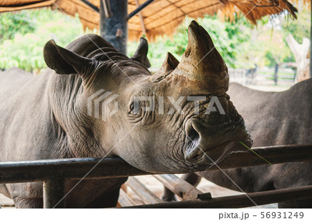 Rhinoceros in the zoo thailand Rhinoceros in the zoo thailand 56931249
