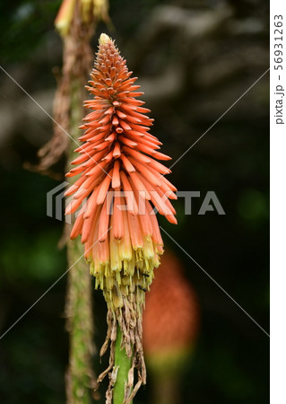 トリトマの花 トリトマの花 56931263