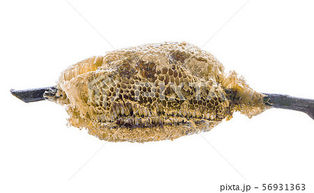 Honeycomb isolated / full nest beehive wild Honeycomb isolated / full nest beehive wild 56931363