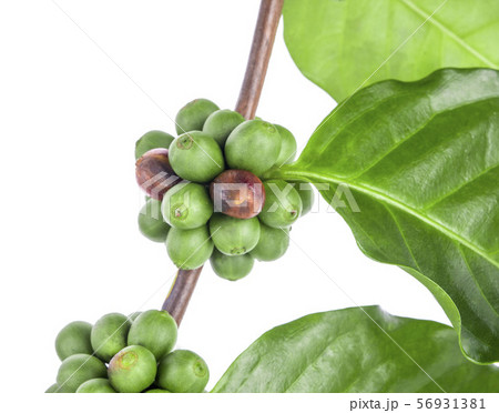 Fresh coffee beans isolated on white background Fresh coffee beans isolated on white background 56931381