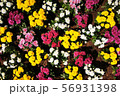 Marguerites bushes of different colors  56931398