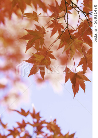 イロハモミジの紅葉 イロハモミジの紅葉 56931430