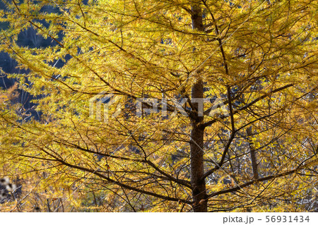 カラマツの紅葉 カラマツの紅葉 56931434