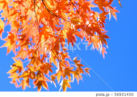 イロハモミジの紅葉 イロハモミジの紅葉 56931450