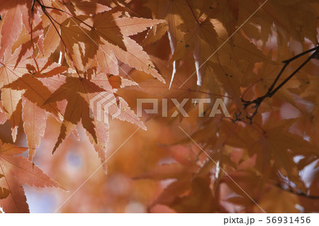 イロハモミジの紅葉 イロハモミジの紅葉 56931456