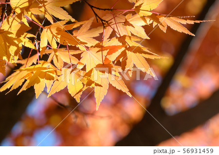 イロハモミジの紅葉 イロハモミジの紅葉 56931459