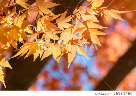 イロハモミジの紅葉 イロハモミジの紅葉 56931460
