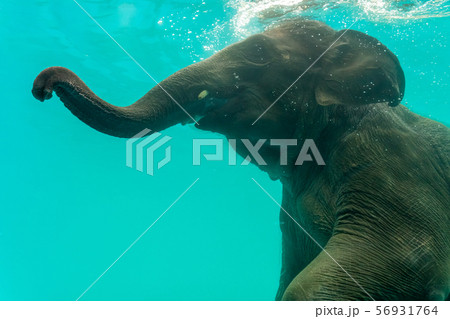 Elephant show swimming and blow the bubbles out of Elephant show swimming and blow the bubbles out of 56931764