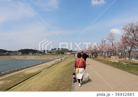 大阪狭山市・狭山池春の風景 56932665