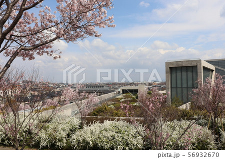 大阪狭山市・狭山池春の風景 大阪狭山市・狭山池春の風景 56932670