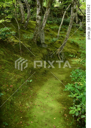 徳島穴吹町　本楽寺の苔参道 56933062