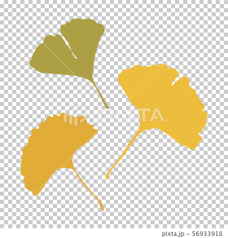 イチョウの葉3枚のイラスト素材