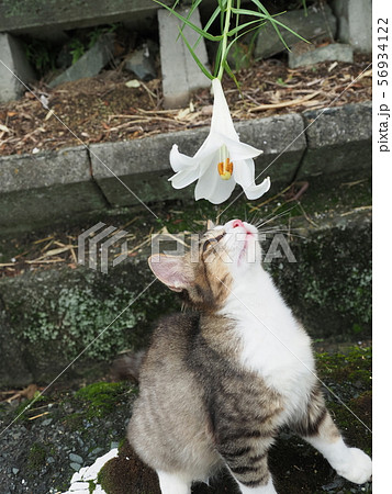 仔猫・鉄砲百合 仔猫・鉄砲百合 56934122