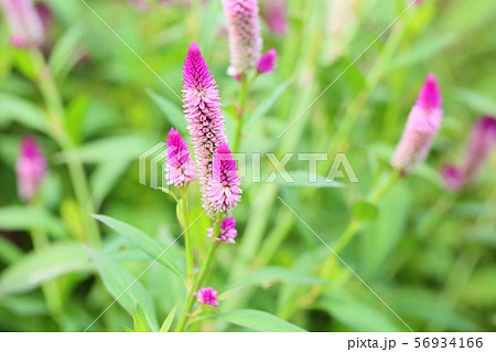 ノゲイトウの花 ノゲイトウの花 56934166