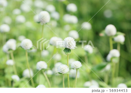 センニチコウの花 56934453