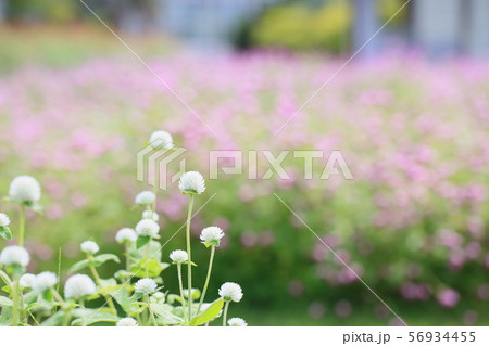 センニチコウの花 センニチコウの花 56934455