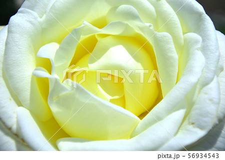 ホワイトマジック 薔薇 花弁アップの写真素材