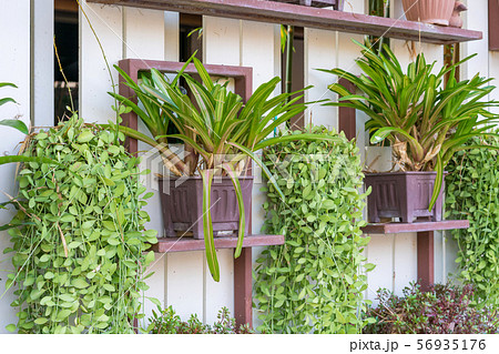 Dischidia ruscifolia or dave plant decorate Dischidia ruscifolia or dave plant decorate 56935176
