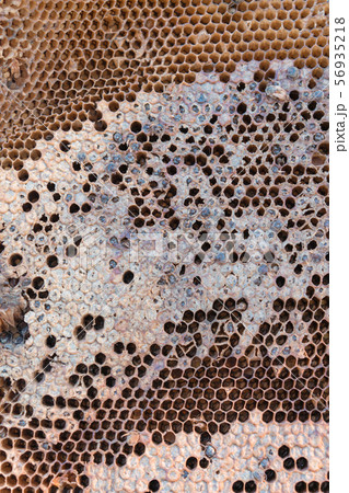 Honeycomb with honey and pollen in the market Honeycomb with honey and pollen in the market 56935218