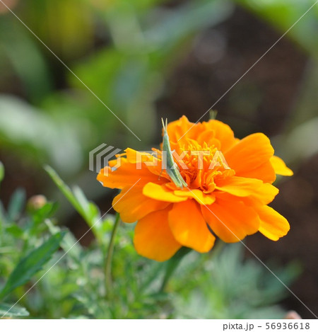 マリーゴールドと緑色の小さいバッタ、花と昆虫イメージ素材、畑、家庭園芸、家庭菜園 56936618