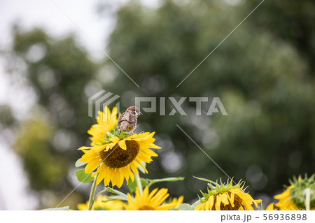 向日葵に雀 56936898