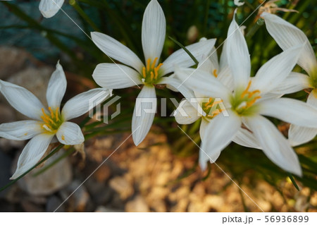 タマスダレ タマスダレ 56936899
