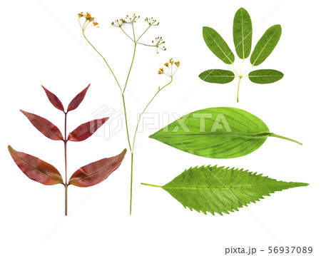 Plant leaves isolated illustrate graphic white 56937089