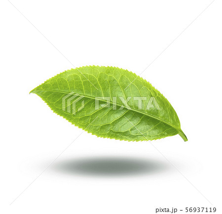 tea leaf isolated on white background 56937119