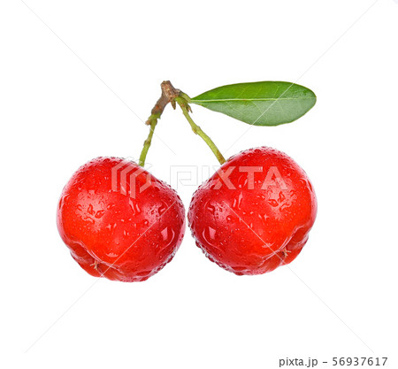 Barbados cherry, Malpighia emarginata,with drops Barbados cherry, Malpighia emarginata,with drops 56937617