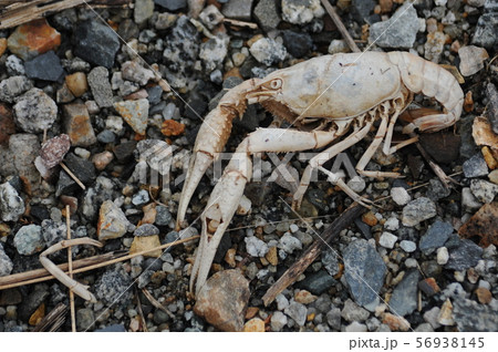 ザリガニの死骸 56938145