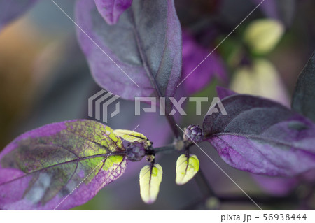 トウガラシ パープルフラッシュ トウガラシ パープルフラッシュ 56938444