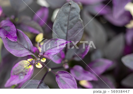 トウガラシ　パープルフラッシュ 56938447